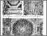 [thumbnail of 1949_Hispaniae_Opt_Parte7.pdf]