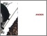 [thumbnail of REBECA_J_M_SIlVA_ROQUEFORT_ANEXOS_A.pdf]