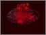 [thumbnail of TFG_Jun20_Rodenas_Gomez_Ana.pdf]